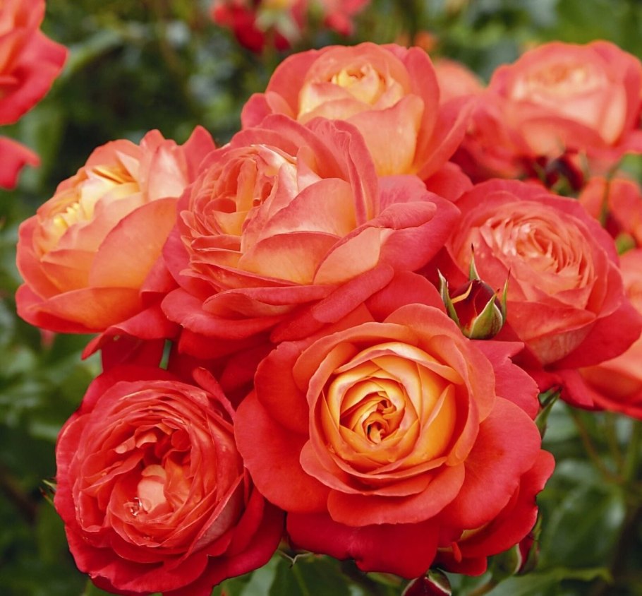 Роза мидсаммер флорибунда