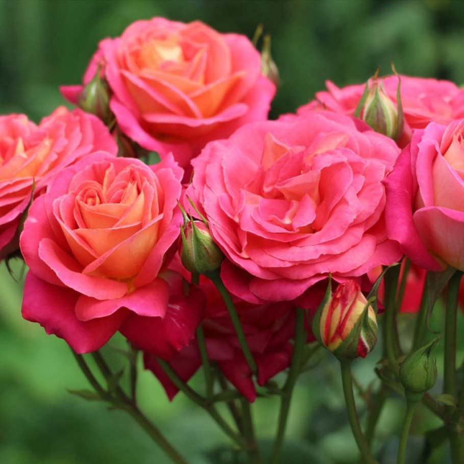 Роза флорибунда Мидсаммер