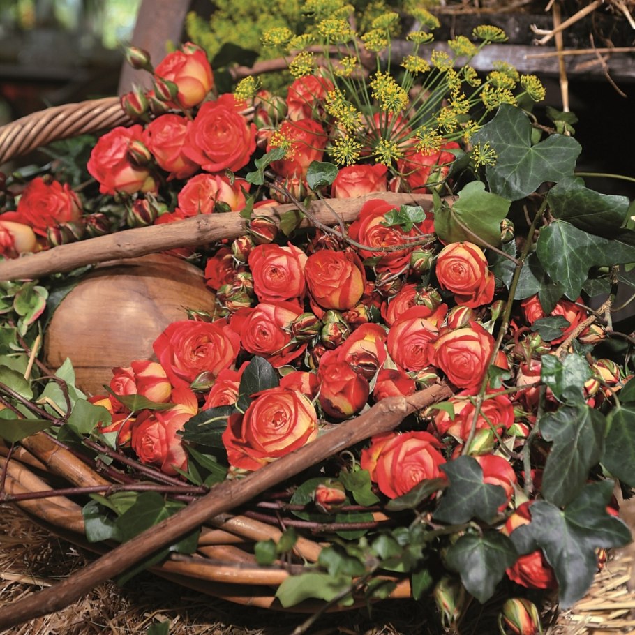 Роза Мидсаммер Тантау