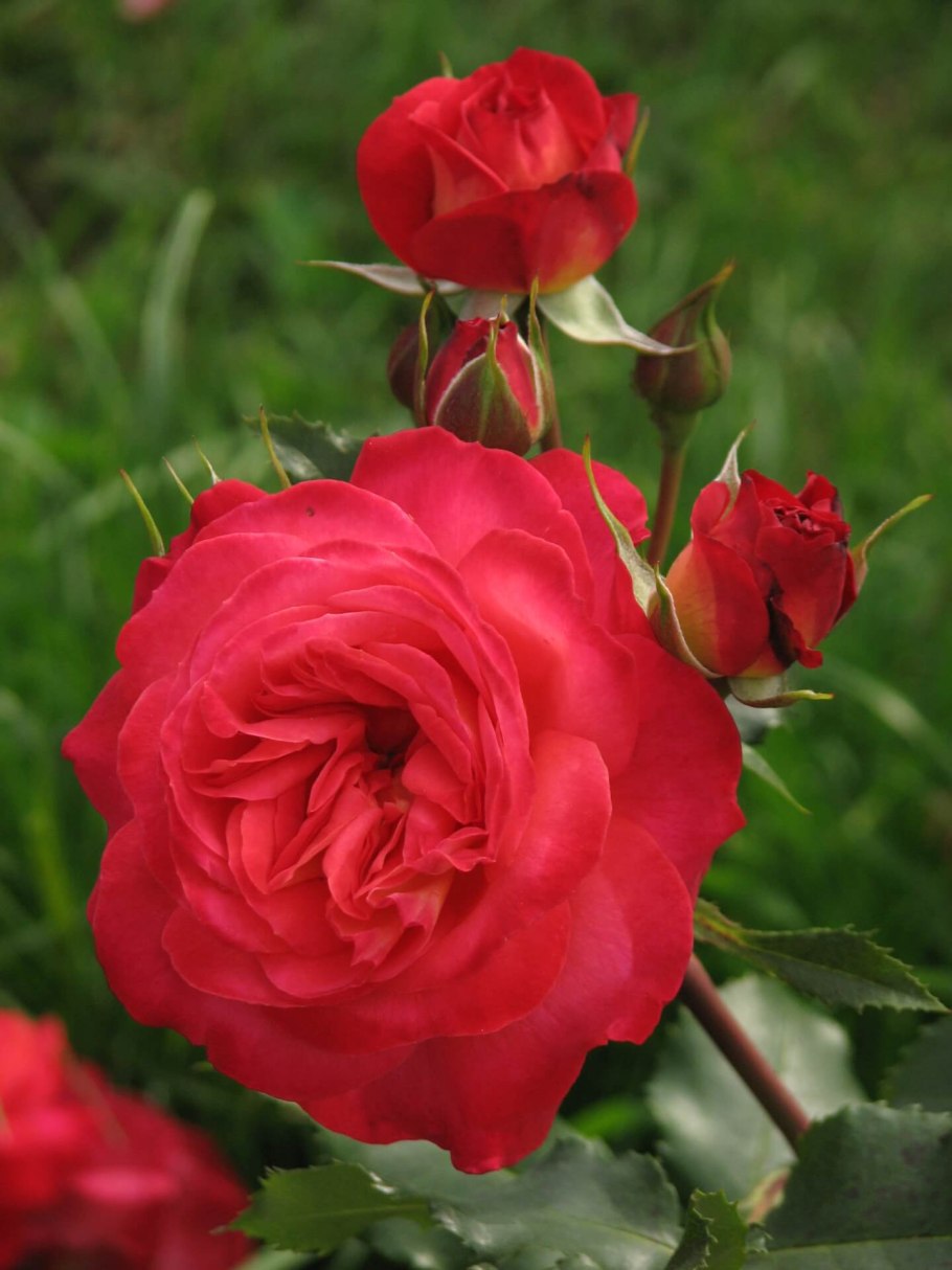 Роза Квин оф Хартс