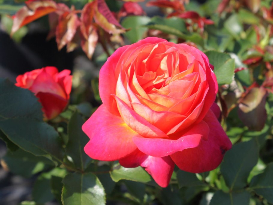 Роза флорибунда Мидсамм