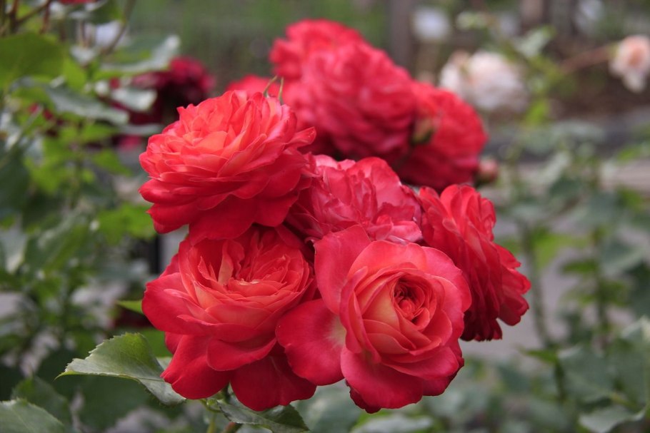 Роза флорибунда Midsummer