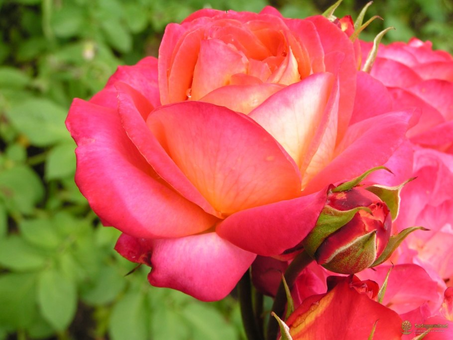 Роза сорт Мидсаммер