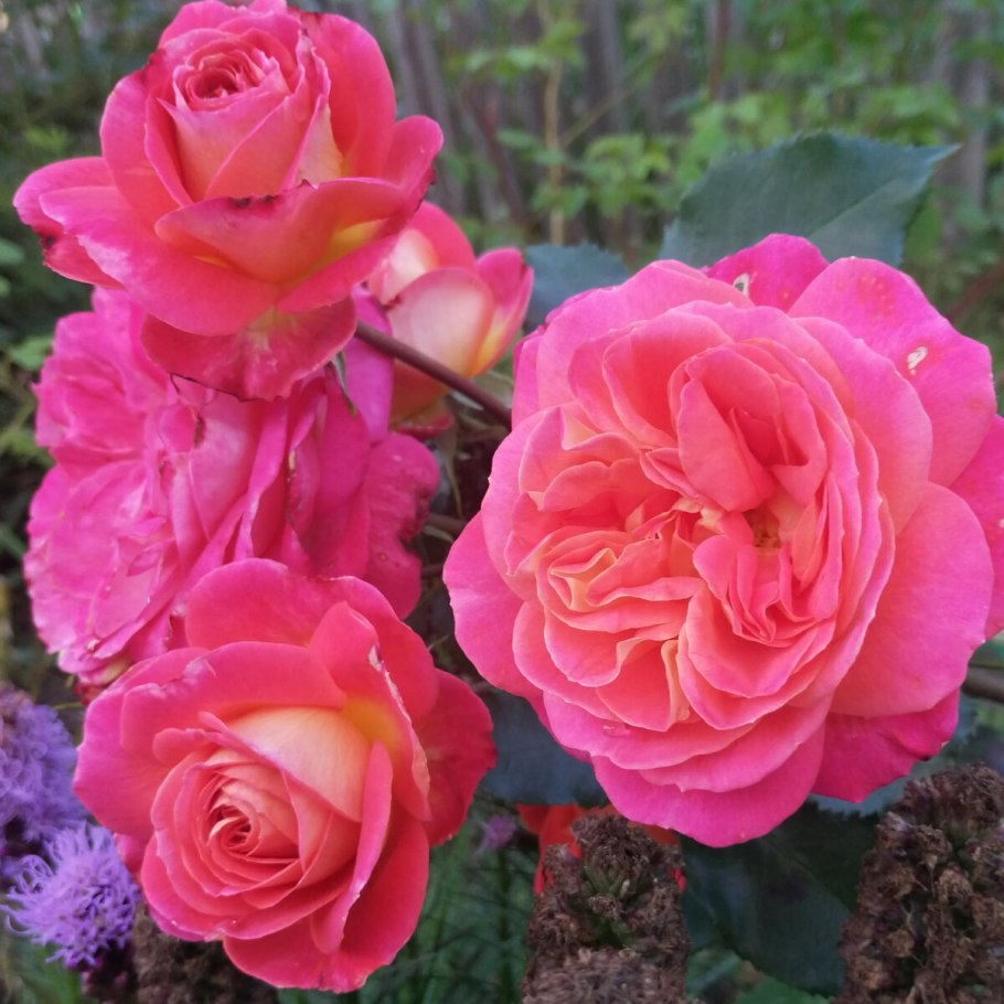 Роза Мидсаммер Сноу флорибунда