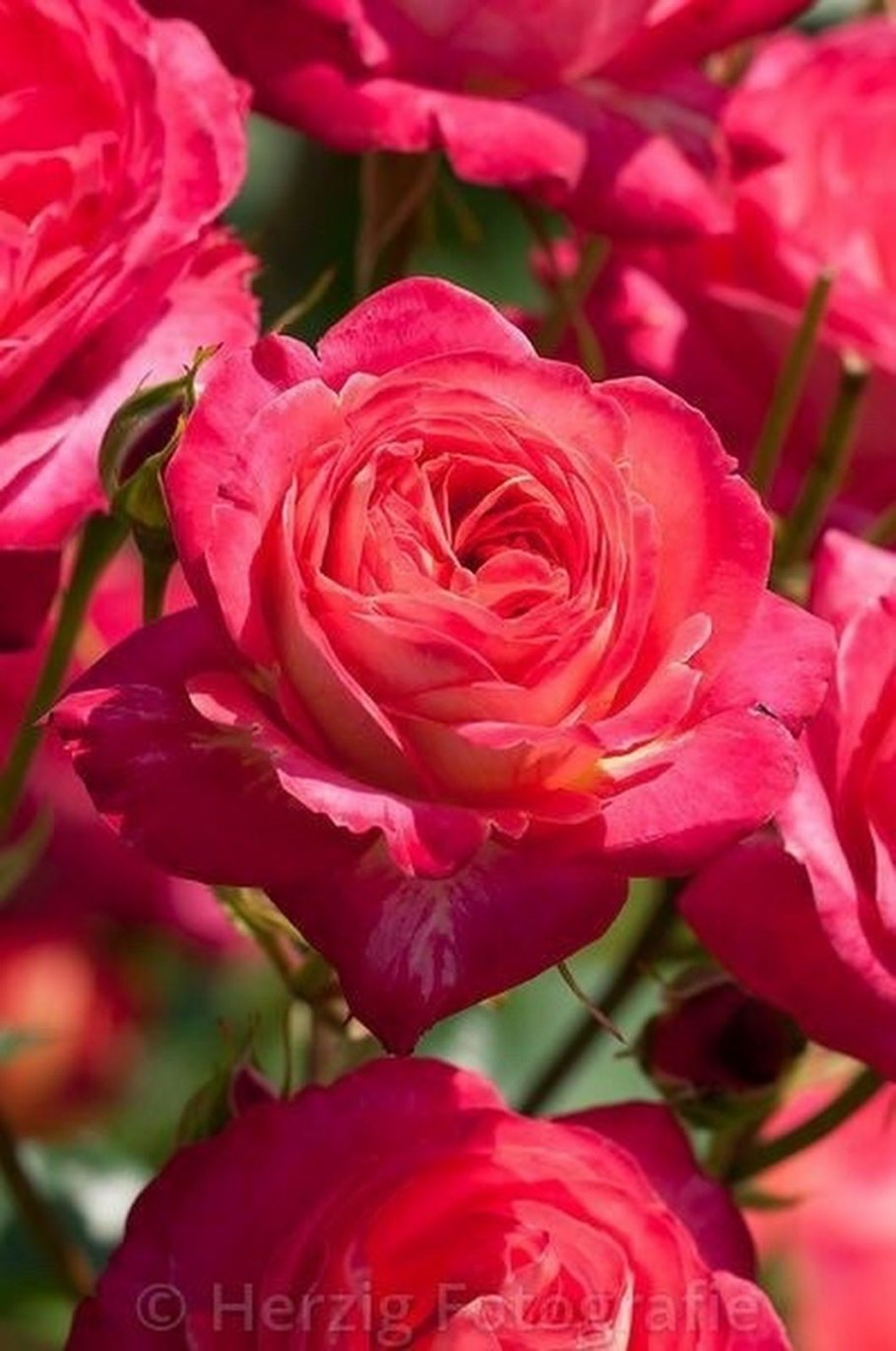 Erotika роза Тантау