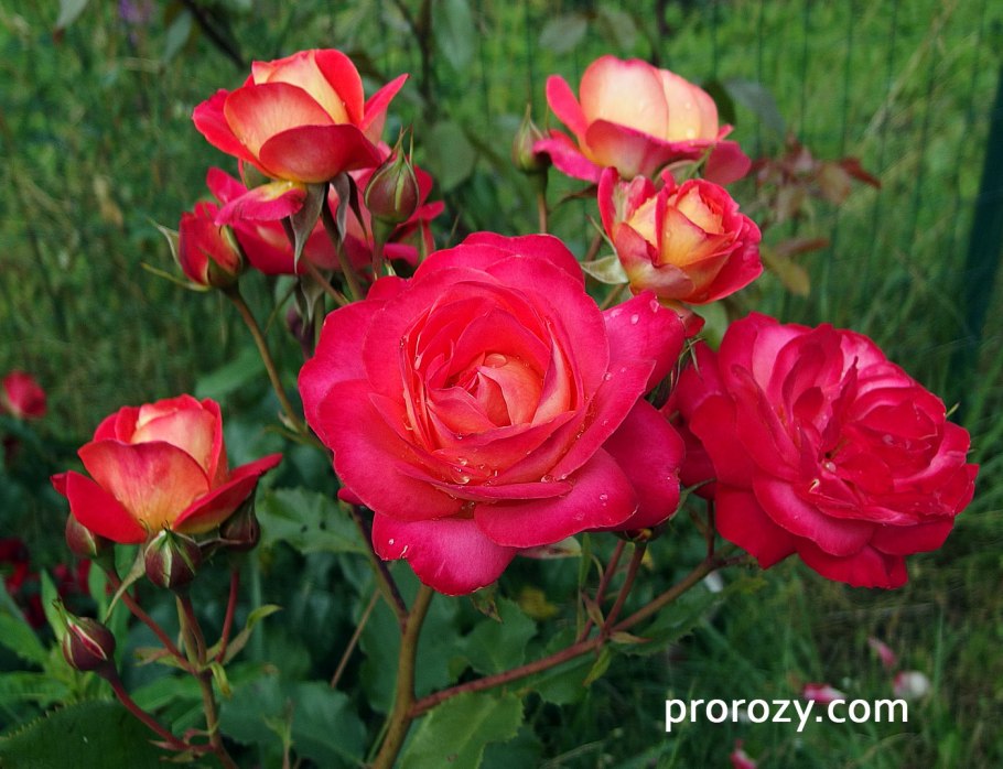 Мидсаммер Midsummer роза аналог сорта