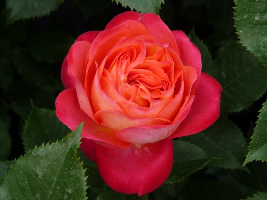 Пышного цветения садовых роз