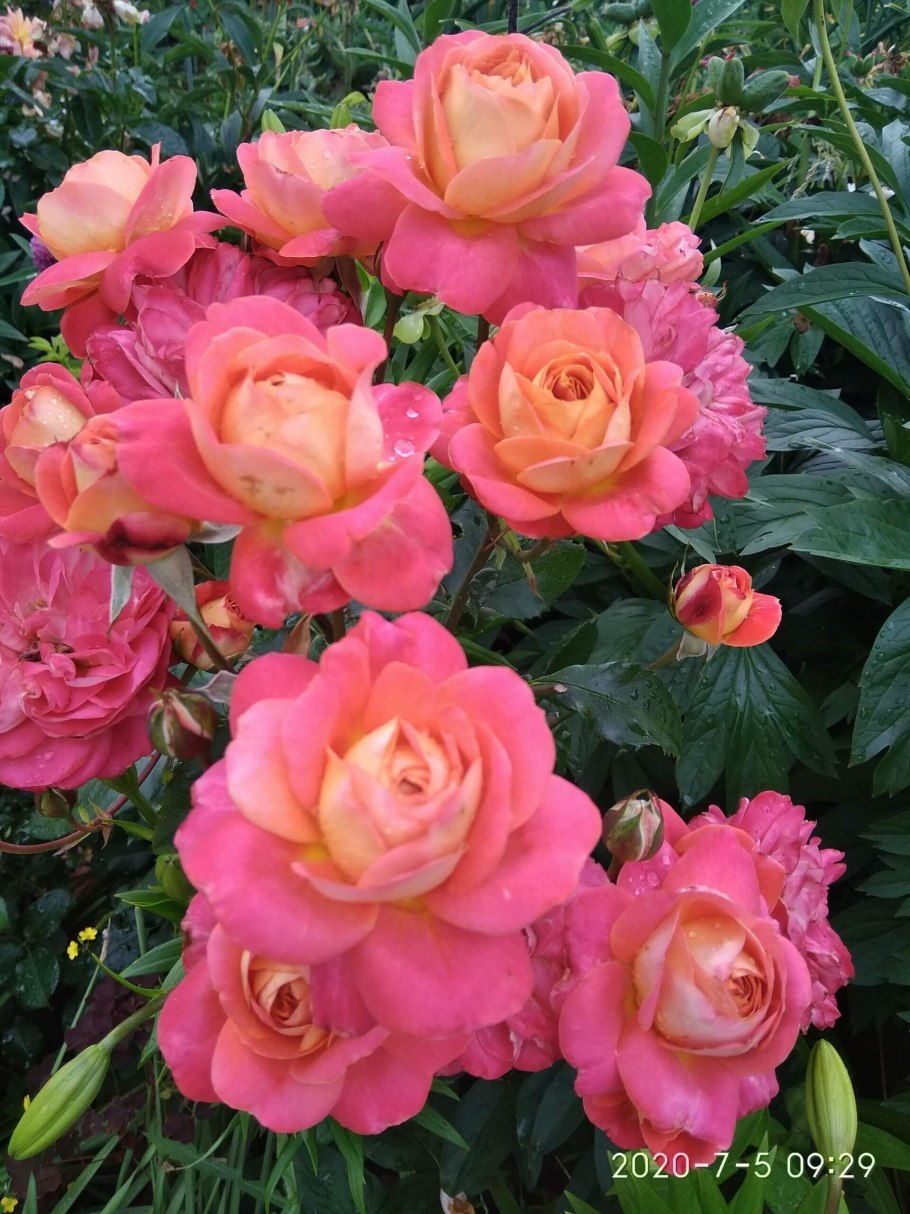 Роза Мидсаммер Тантау