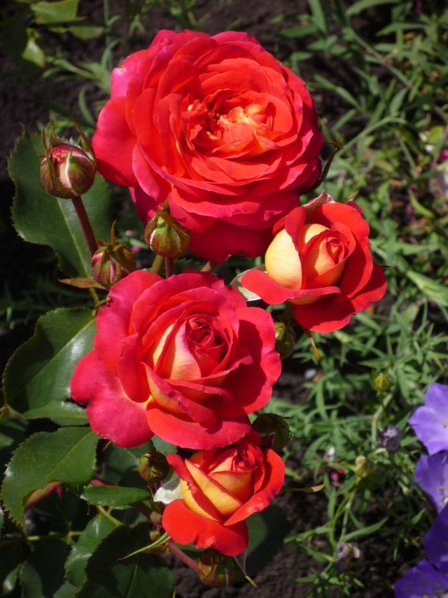 Роза Мидсаммер плетистая