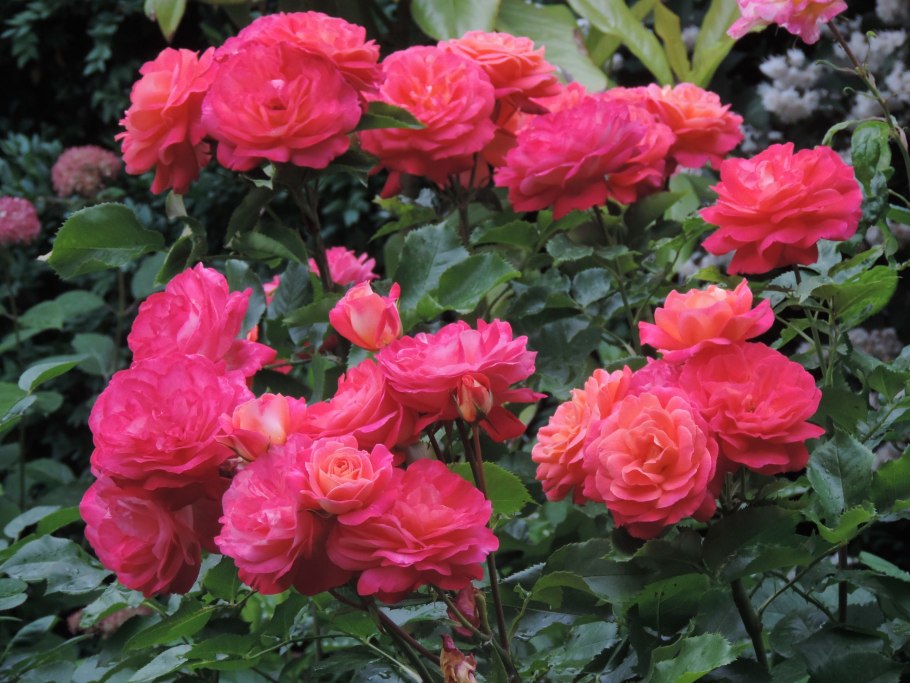 Роза флорибунда мидсамо