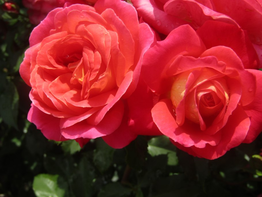 Роза Мидсаммер (Midsummer) флорибунда