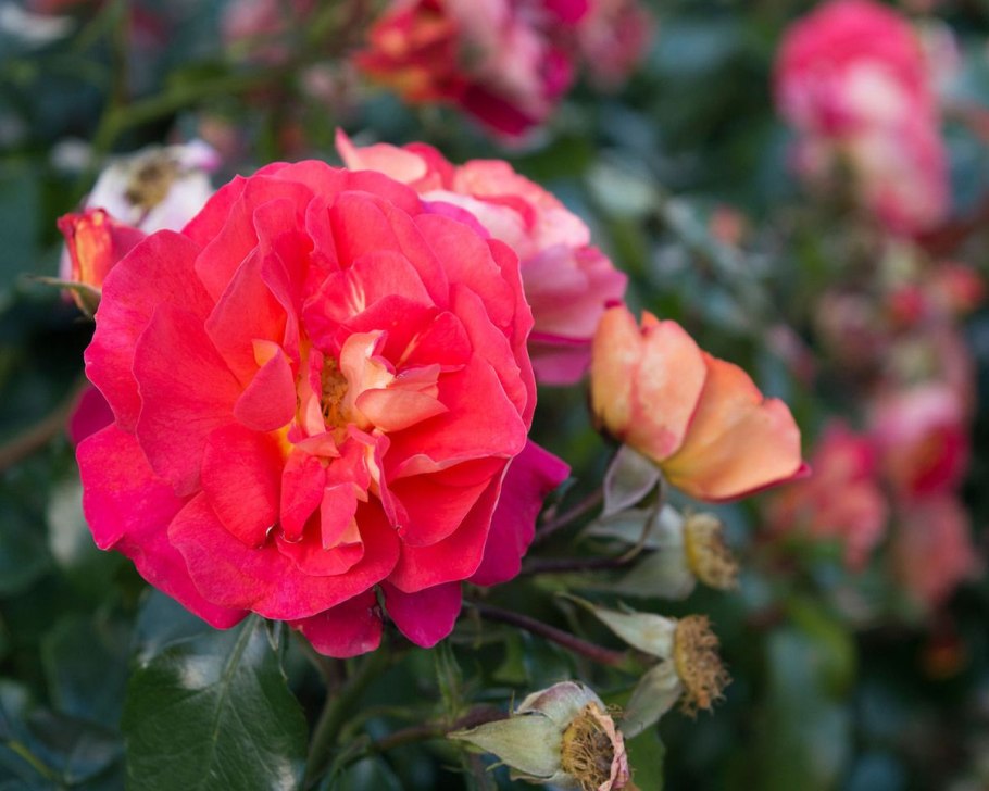 Роза сунита флорибунда