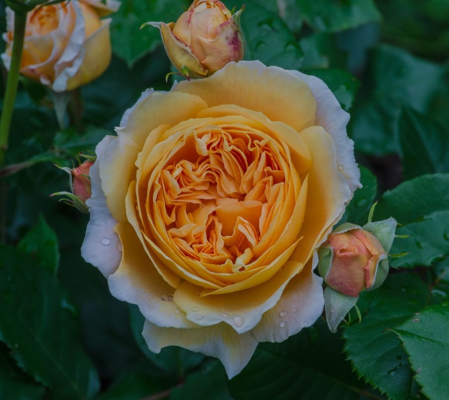 Флорибунда Мидсаммер Midsummer