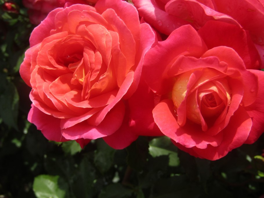 Роза флорибунда Мидсаммер