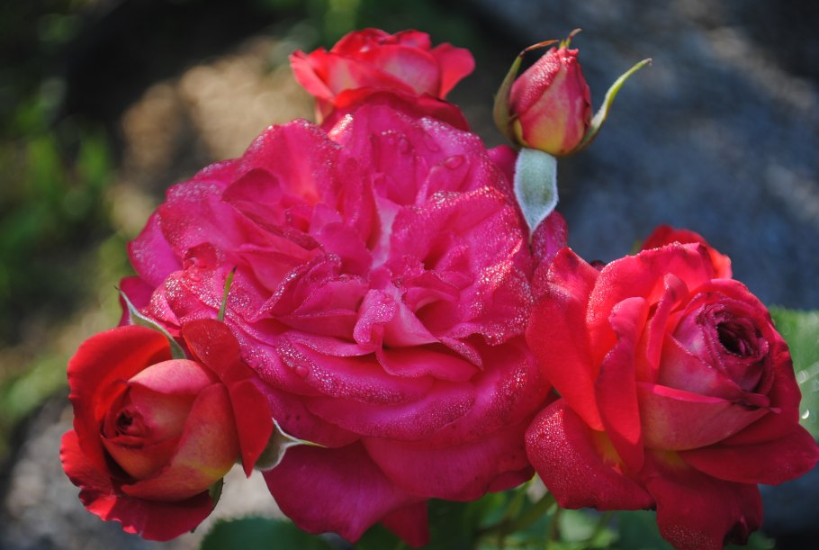 Роза Мидсаммер плетистая