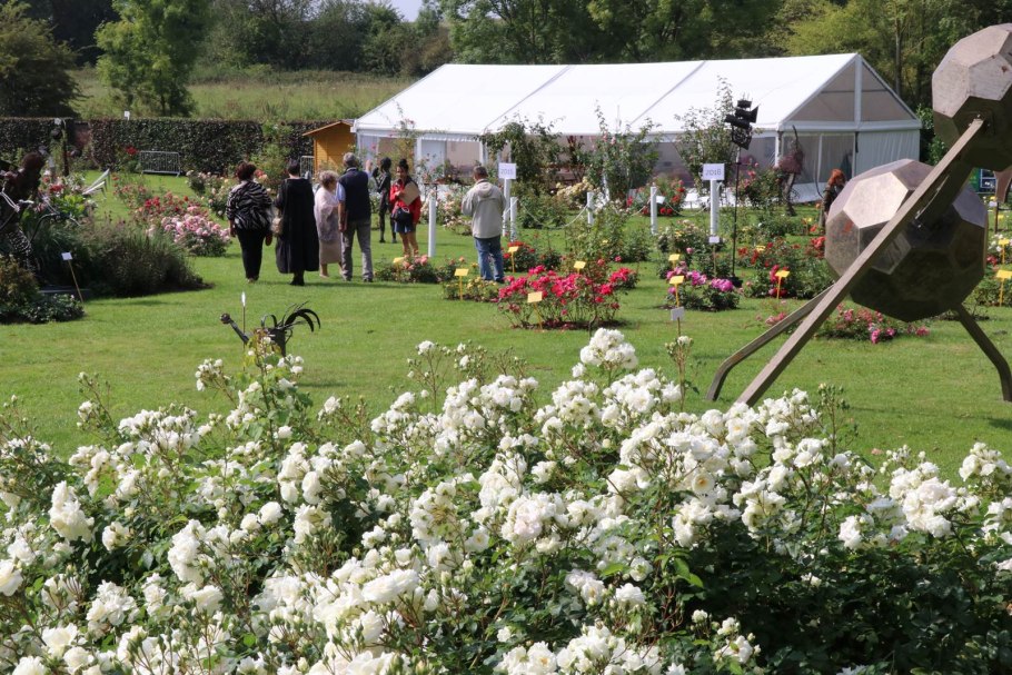 Мидсаммер роза