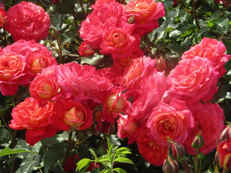 Роза Мидсаммер Тантау