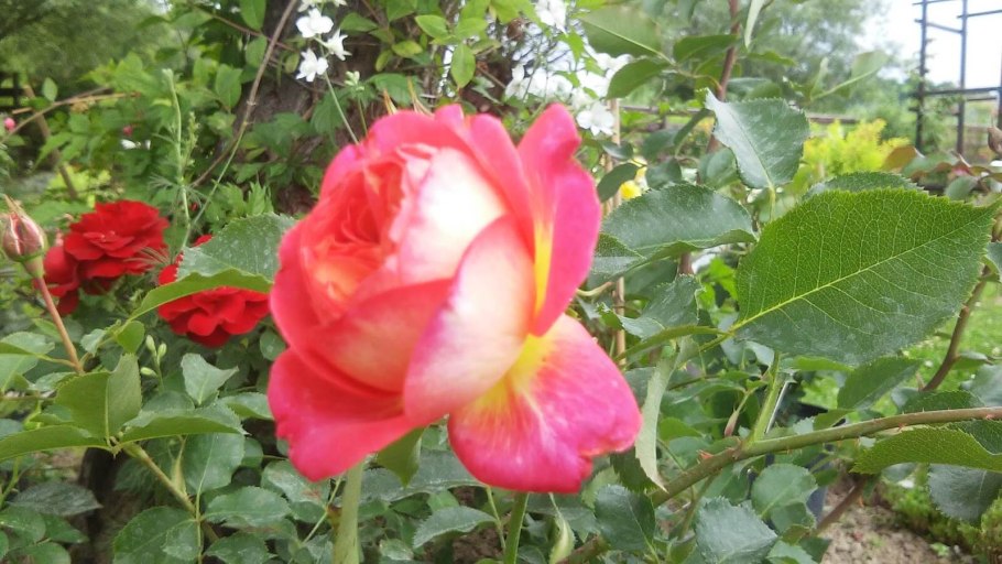 Роза флорибунда мидсамм