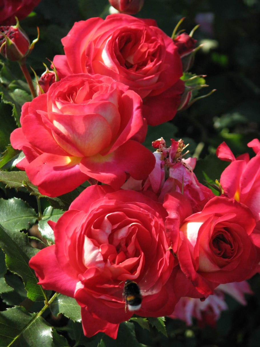 Роза Мидсаммер Сноу флорибунда