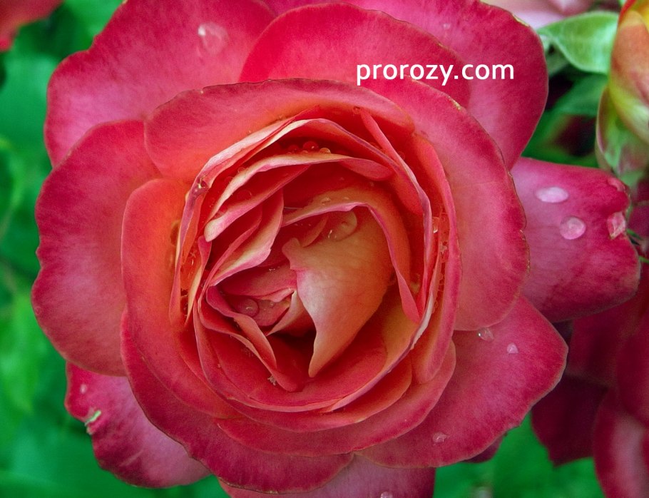 Роза Мидсаммерсноу флорибунда