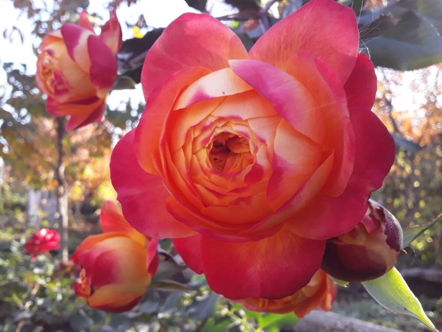 Роза Мидсаммер плетистая