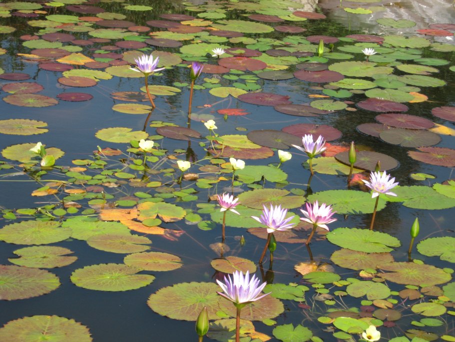 Водные растения гидрофиты