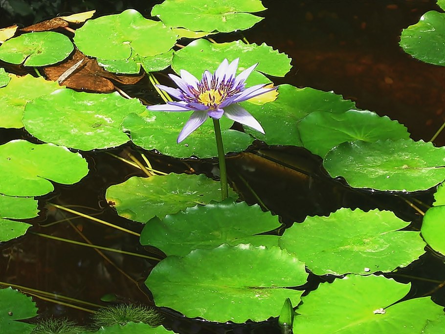 Водокрас Лягушачий