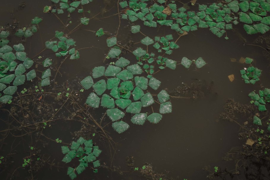 Растение Лилия Болотная синяя