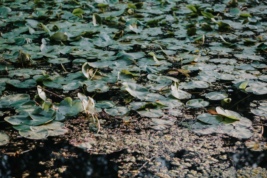 Не видим уж на фоне зеленой водной растительности
