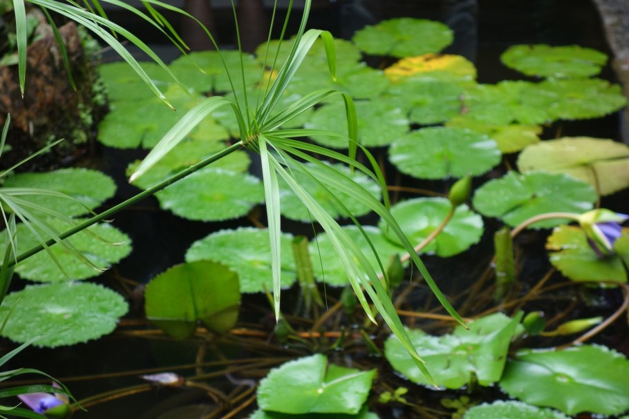 Тропический пруд с кувшинками