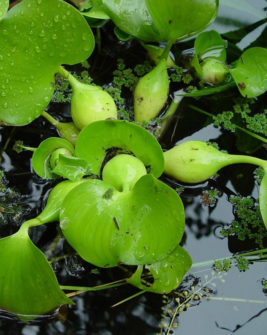 Пруд растения Ряска