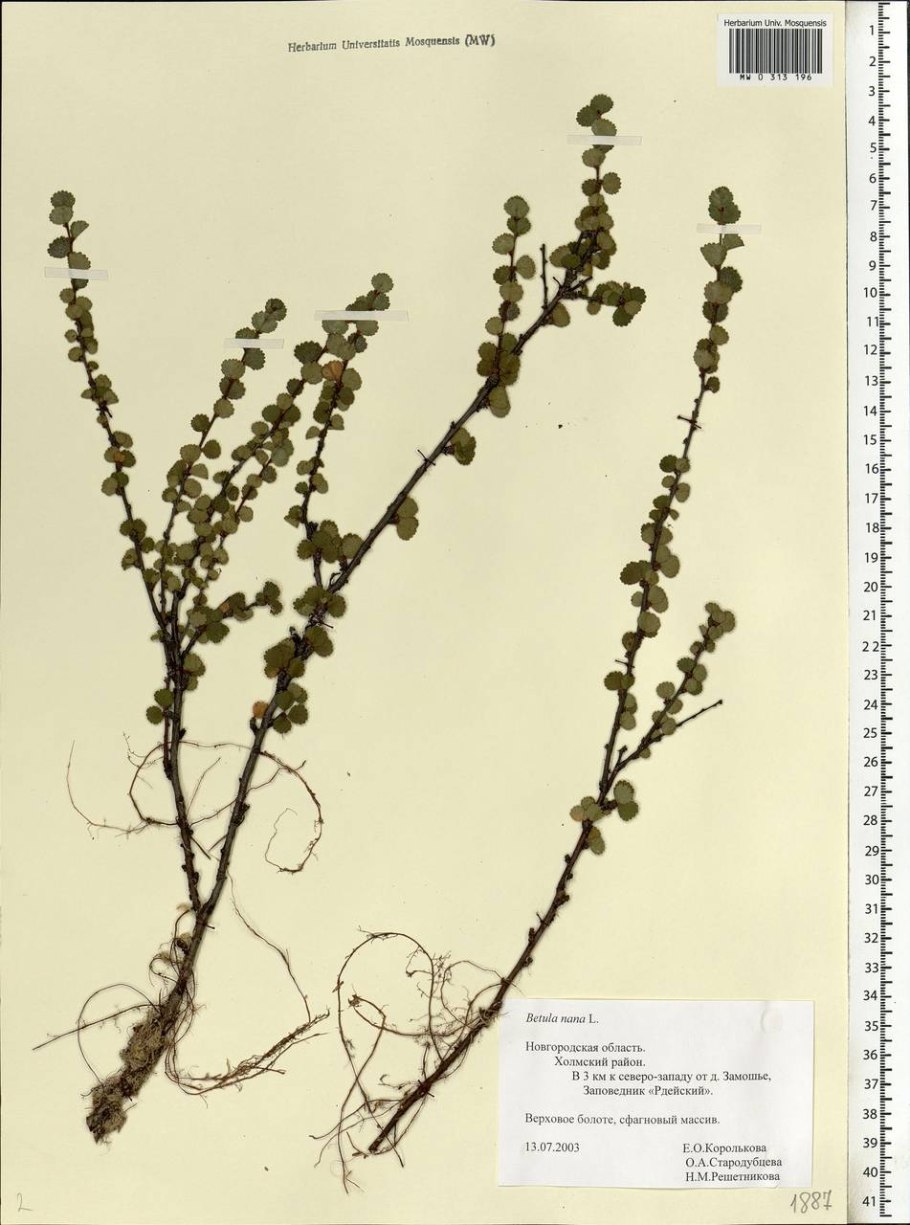 Карликовая береза (Betula Nana) на белом фоне