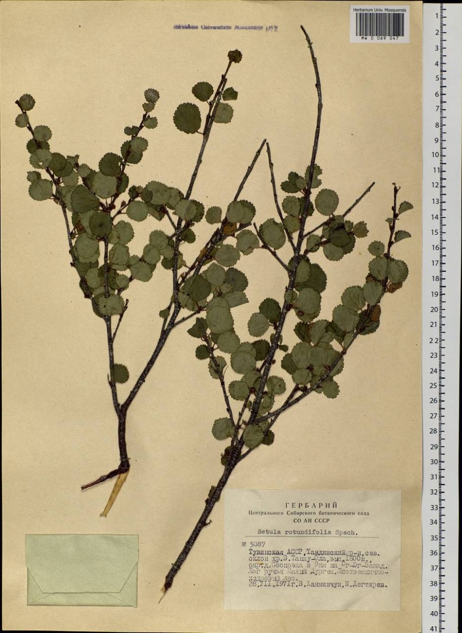 Береза карликовая Betula Nana