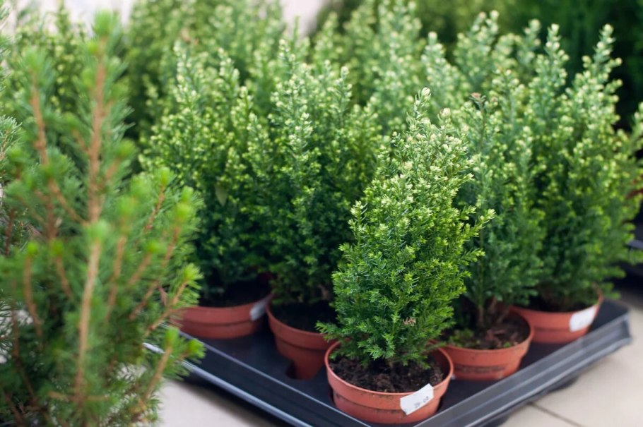 Кипарис вечнозеленый (Cupressus sempervirens)