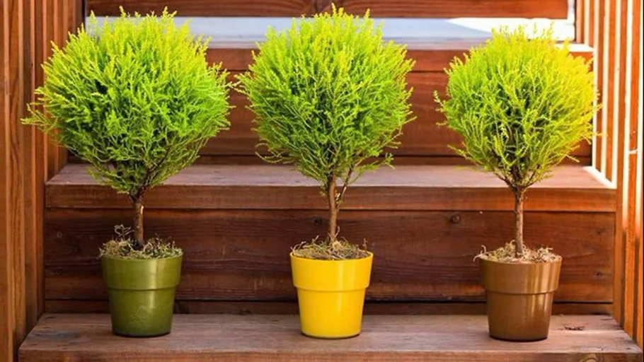 Кипарис вечнозеленый хвоя