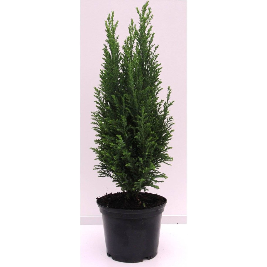 Кипарис вечнозеленый (Cupressus sempervirens)