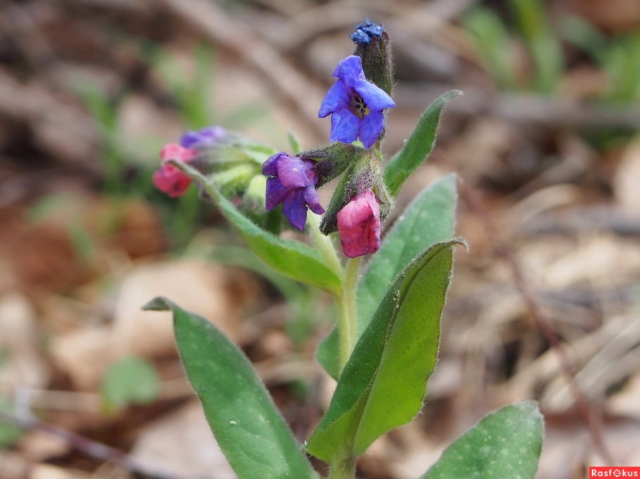 Медуница гниль