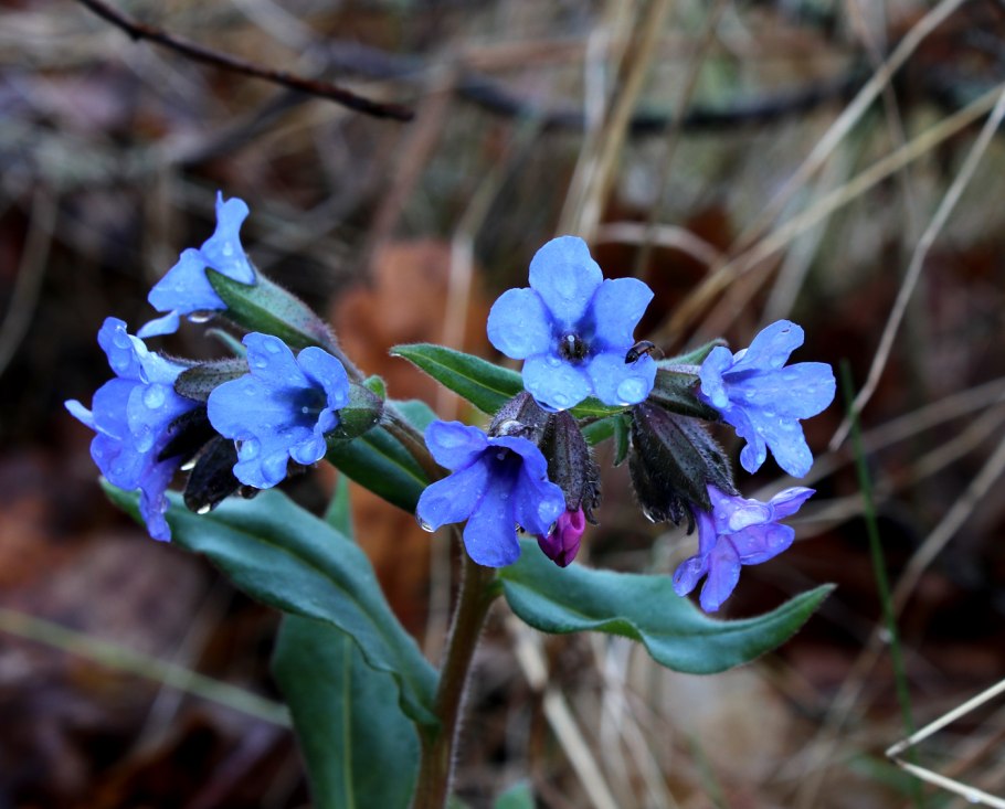 Pulmonaria longifolia Diana Clare