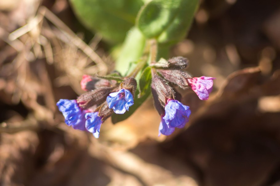 Symphytum officinale Ботаническая иллюстрация