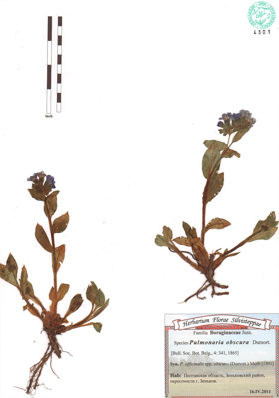 Медуница фото цветок Садовая