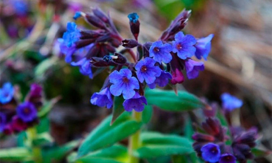 Медуница лекарственная (Pulmonaria officinalis)
