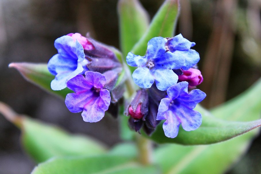 Окопник лекарственный ботаника