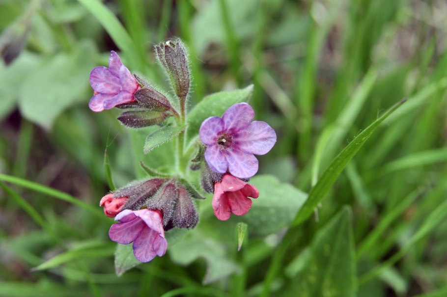 Сицилия Сибирская цветок