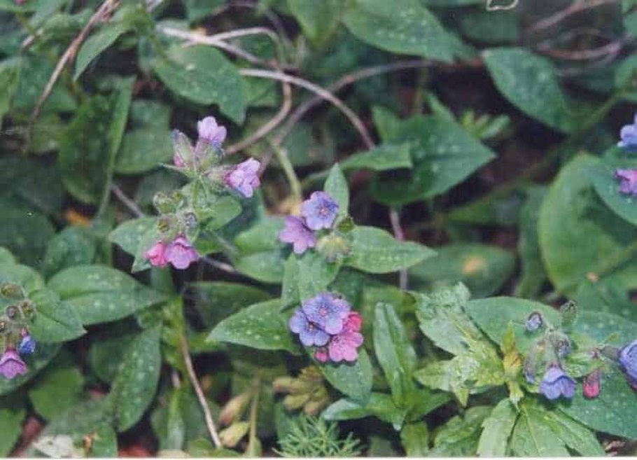 Pulmonaria mollis диаграмма цветка