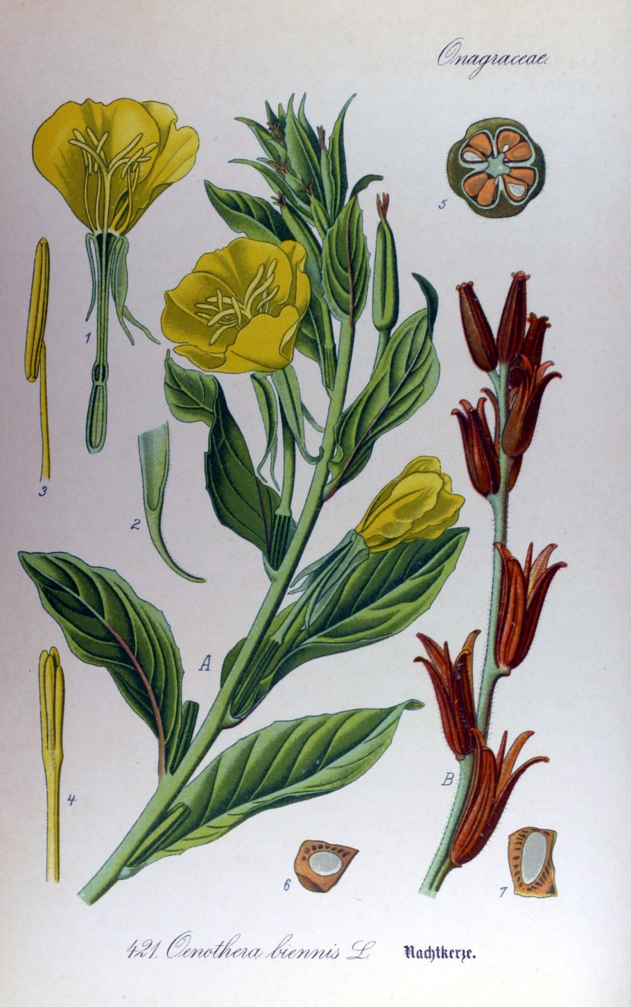 Медуница Хакасия