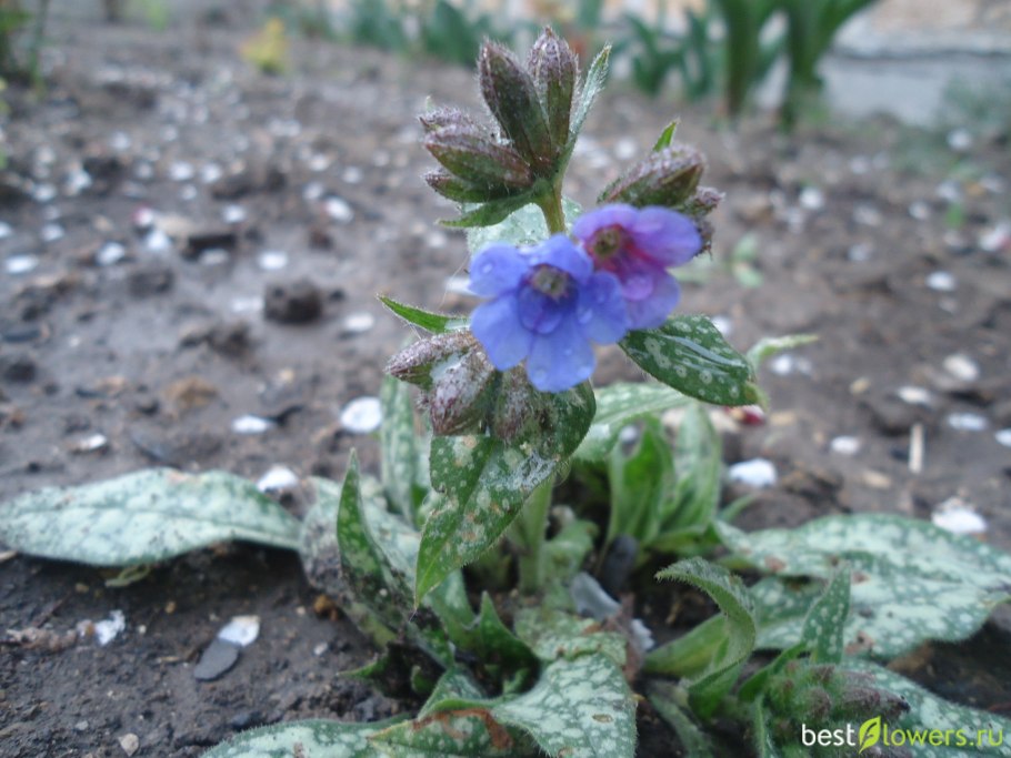 Медуница на белом фоне