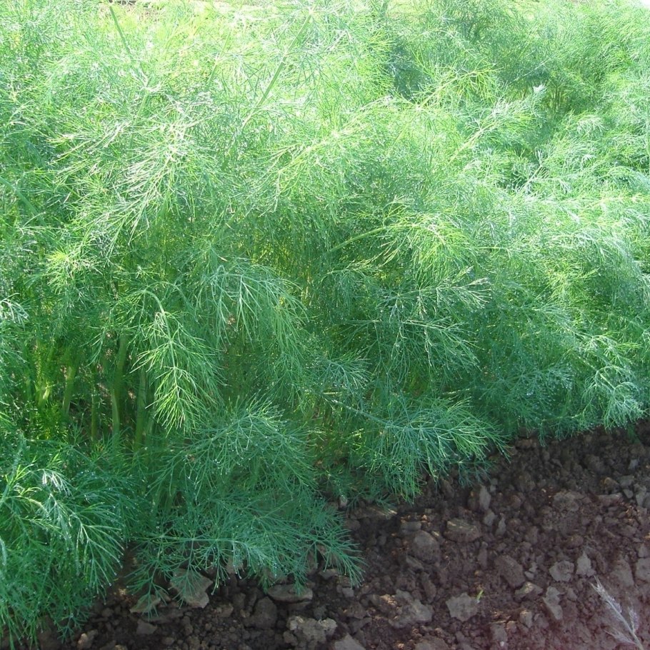 Укроп Голдкрон описание