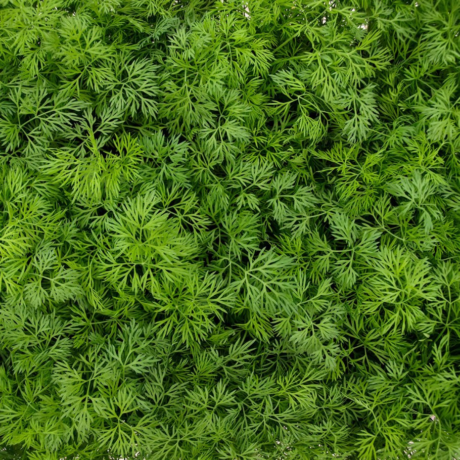 Укроп листорасположение