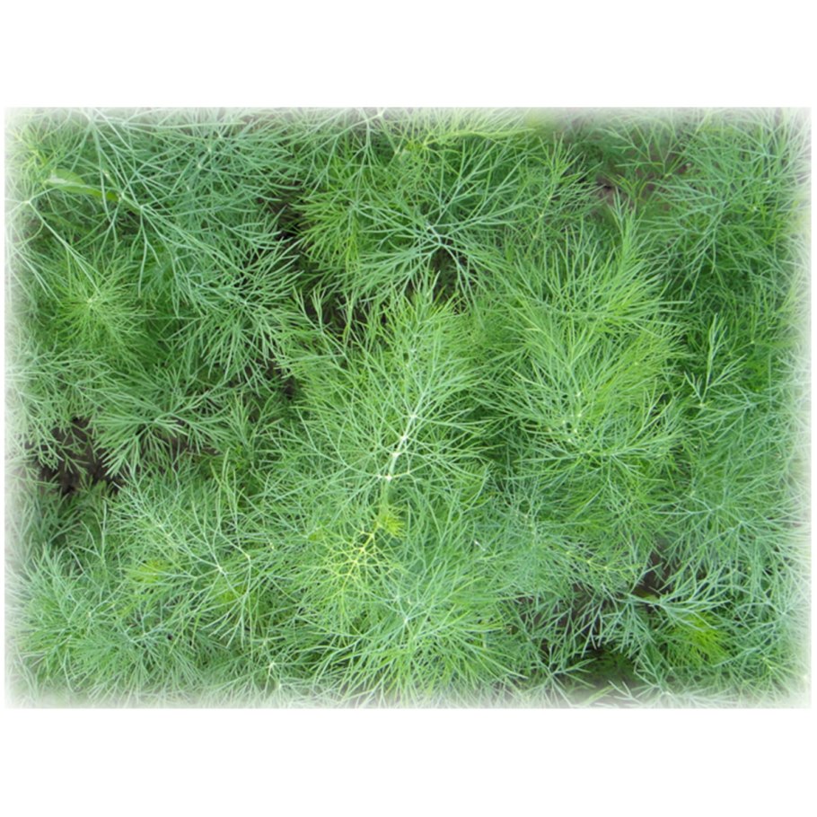 Семена. Укроп "Обильнолистный"