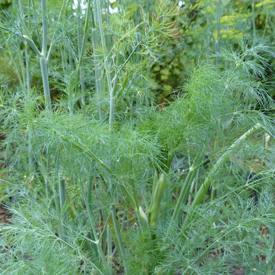 Укроп Аллигатор 2,0 г Автор.